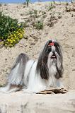 SHIH TZU 007